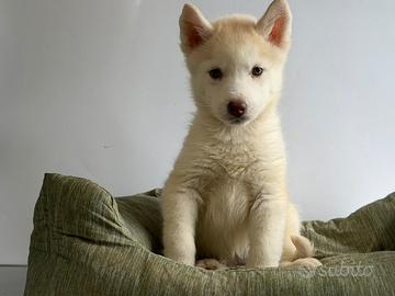 Siberian Husky con pedigree enci