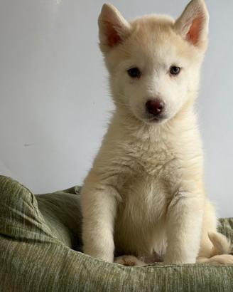Siberian Husky con pedigree enci