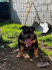 Ultimo cucciolo American Bully