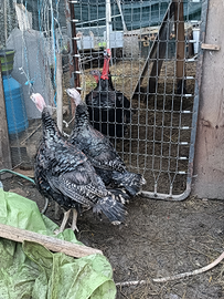 Tacchini, conigli, galline, polli