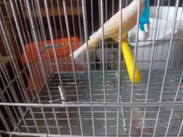 Canarini varie specie