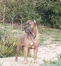 Cane corso per monta