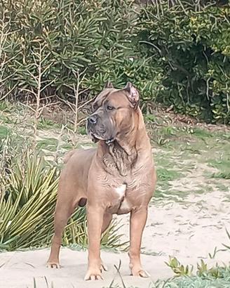 Cane corso per monta