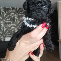 Cuccioli barboncino Toy disponibili