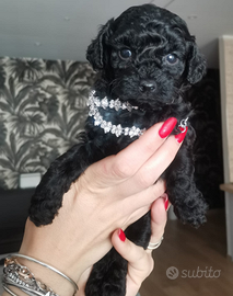 Cuccioli barboncino Toy disponibili