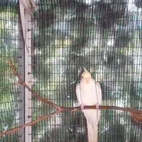Uccelli