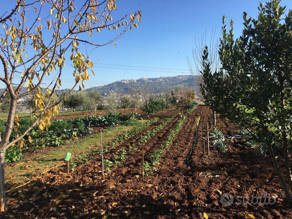 Terreno edificabile a Cepagatti - Altro