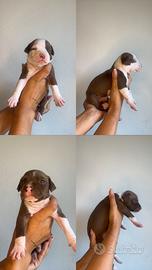Cuccioli di pitbull