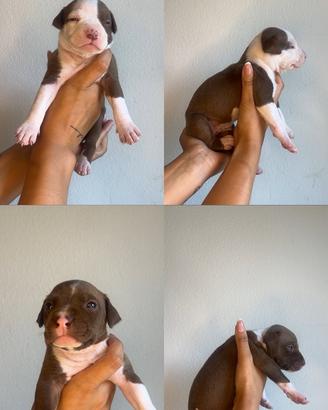 Cuccioli di pitbull