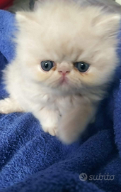 Cuccioli Persiano