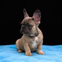 Cucciolo di bouledogue francese
