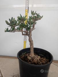 4 Ulivi prebonsai per Michele