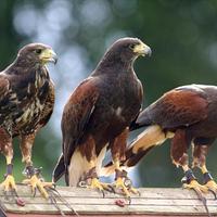 Rapaci per il Bird control, allontanamento colombi