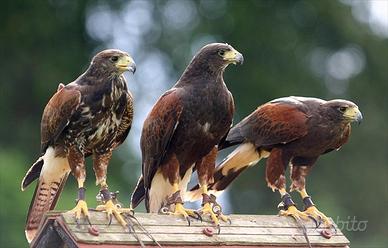 Rapaci per il Bird control, allontanamento colombi
