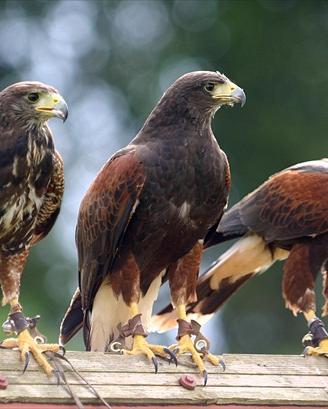 Rapaci per il Bird control, allontanamento colombi