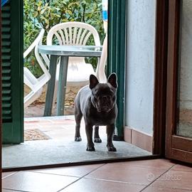 Bouledog francese