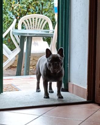 Bouledog francese