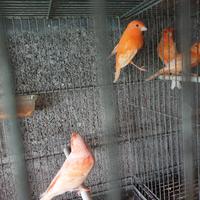 Canarini arancioni e closter