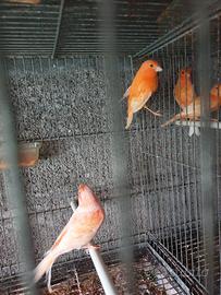 Canarini arancioni e closter