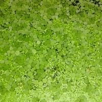 lemna minor e salvinia natans piante galleggianti