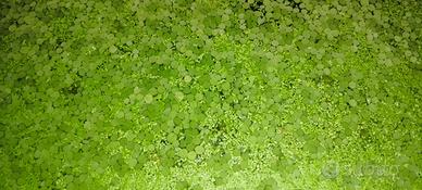 lemna minor e salvinia natans piante galleggianti