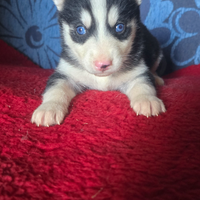 Husky cuccioli