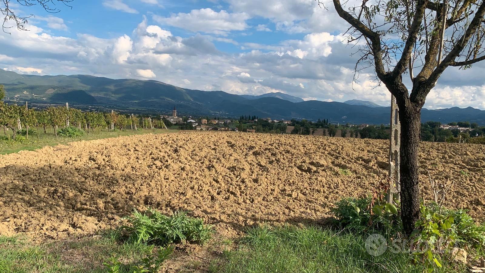 Terreni - frazionabili su richiesta - Spoleto (PG) - More