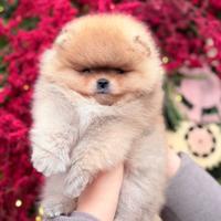 Spitz di Pomerania ENCI FCI