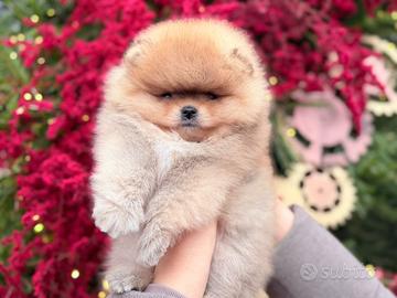 Spitz di Pomerania ENCI FCI