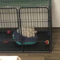 Recinzione per animali di casa