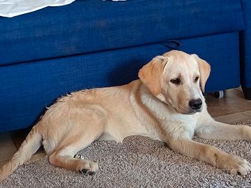 Cucciolo Labrador mix Border Collie Borador