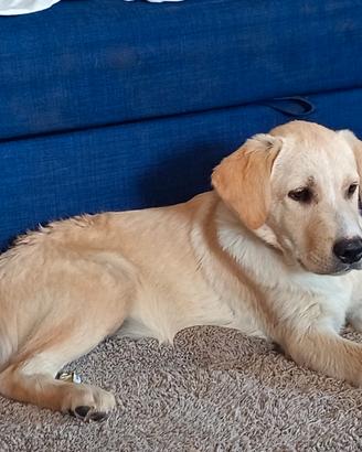 Cucciolo Labrador mix Border Collie Borador