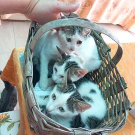 Gattini 3 mesi