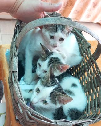 Gattini 3 mesi