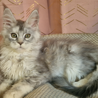 Cuccioli maine coon