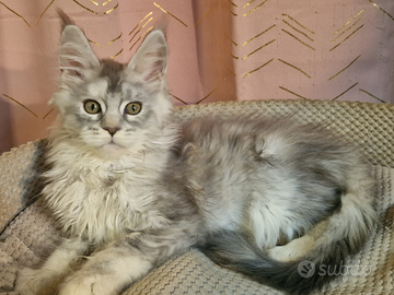 Cuccioli maine coon