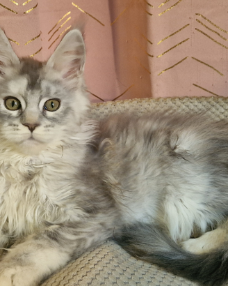 Cuccioli maine coon