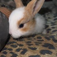 Coniglio Testa di Leone