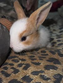 Coniglio Testa di Leone