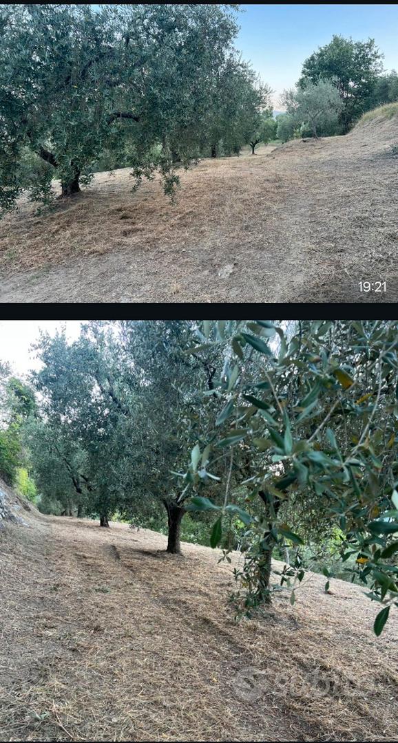 Terreno agricolo uliveti + terreno boschivo - Vista 2