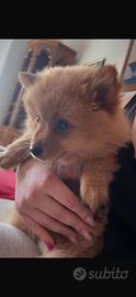 Spitz di Pomerania