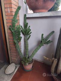 cactus euphorbia in vaso