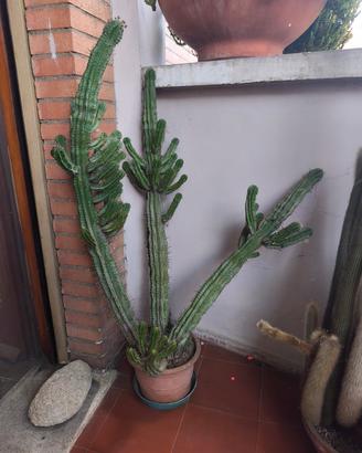 cactus euphorbia in vaso