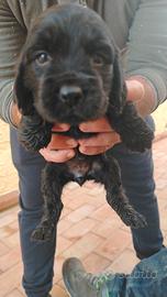 Cuccioli di coocker spaniel