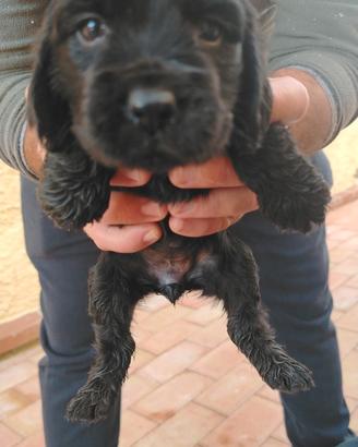 Cuccioli di coocker spaniel