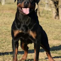 Rottweiler
