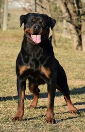 Rottweiler
