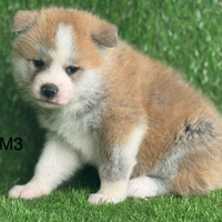 Akita inu con pedigree enci