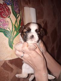 Cucciole di shitzu