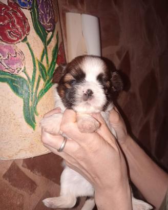 Cucciole di shitzu